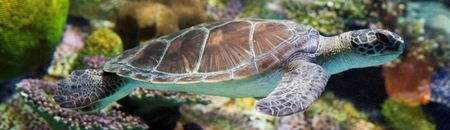 Melbourne Aquarium - Attractions 1