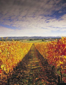 South Melbourne VIC Attractions