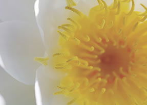 Crown Spa - Attractions 2