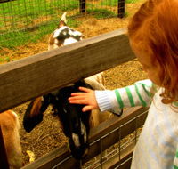 Collingwood Children's Farm - Attractions