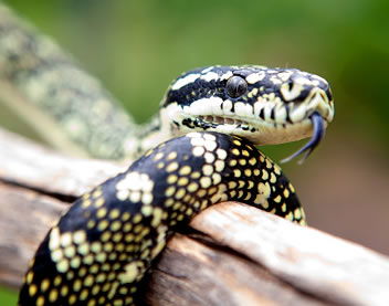 Mount Waverley VIC Attractions