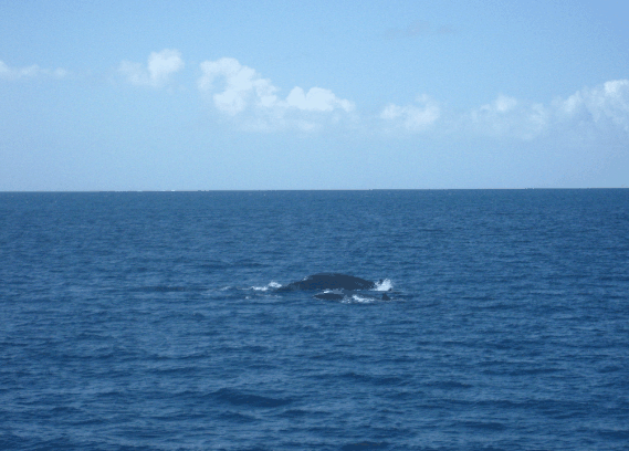 Carlo Fishing Charters - Attractions 1