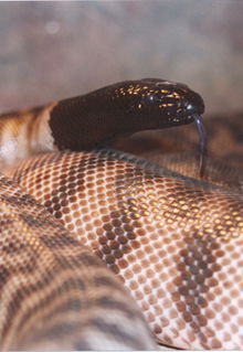Armadale Reptile & Wildlife Centre - Attractions 4