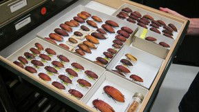 Western Australian Museum - Attractions 1
