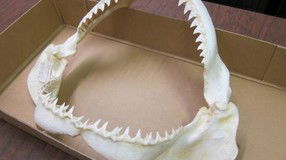 Western Australian Museum - Attractions 2