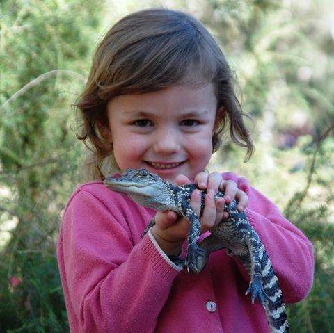 Australian Reptile Park - Attractions 2
