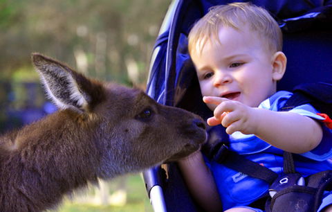 Australian Reptile Park - Attractions 6