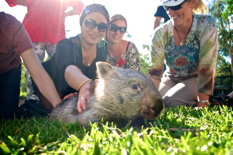 Australian Reptile Park - Attractions 10