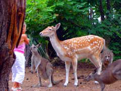 Birdland Animal Park - Attractions 4