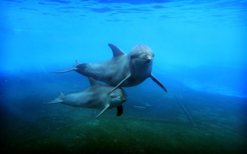 Dolphin Marine Magic - Attractions Las Vegas 4