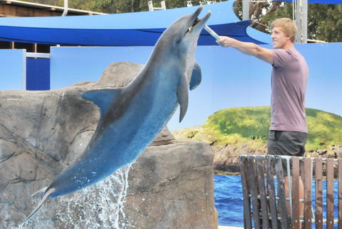 Dolphin Marine Magic - Attractions Las Vegas 7
