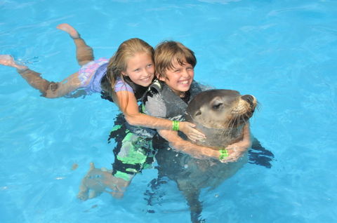 Dolphin Marine Magic - Attractions Las Vegas 9