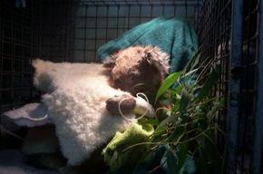 Jirrahlinga Koala & Wildlife Sanctuary - Attractions 3