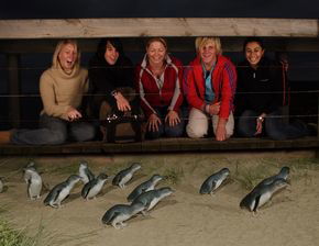Phillip Island Penguin Parade - Attractions 4