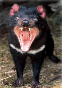 Zoo Doo Wildlife Park - Attractions 4