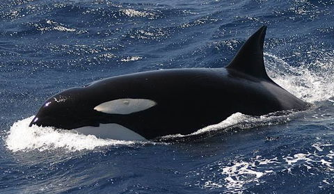 Spirit Of Gold Coast Whale Watching - Attractions 2