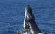 Spirit Of Gold Coast Whale Watching - thumb 3