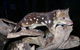 East Coast Natureworld - thumb 5