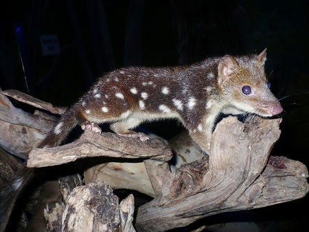 East Coast Natureworld - Attractions 5