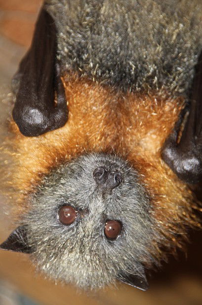 Potoroo Palace - Attractions 2