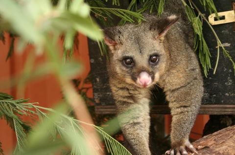 Potoroo Palace - Attractions 3