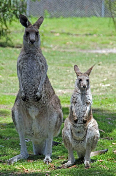 Potoroo Palace - Attractions 5