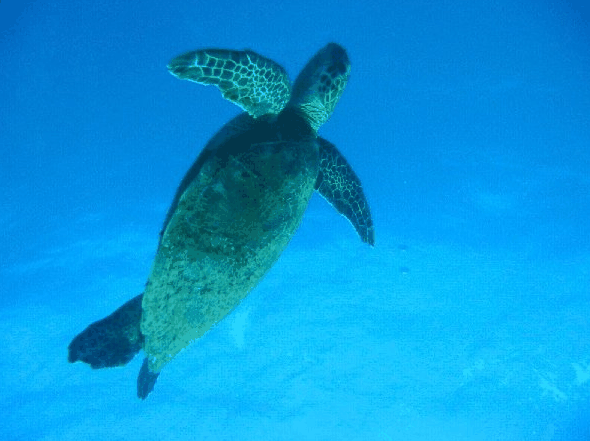 Book Redcliffe Accommodation Vacations Attractions Attractions