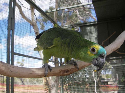 Darling Downs Zoo - Attractions 1