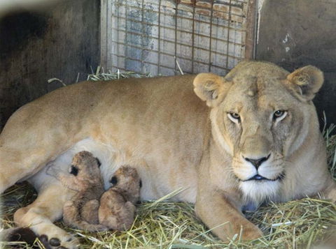 Darling Downs Zoo - Attractions 2