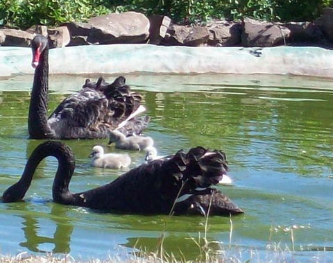 Darling Downs Zoo - Attractions 3