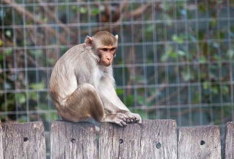 Darling Downs Zoo - Attractions 5