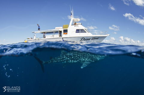 Three Islands Whale Shark Dive - Attractions 4