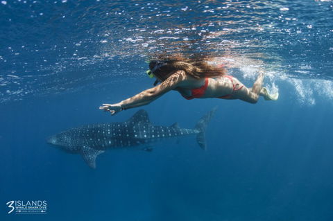 Three Islands Whale Shark Dive - Attractions 6