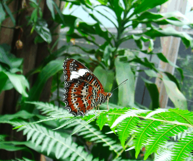 Australian Butterfly Sanctuary - Attractions Las Vegas 1