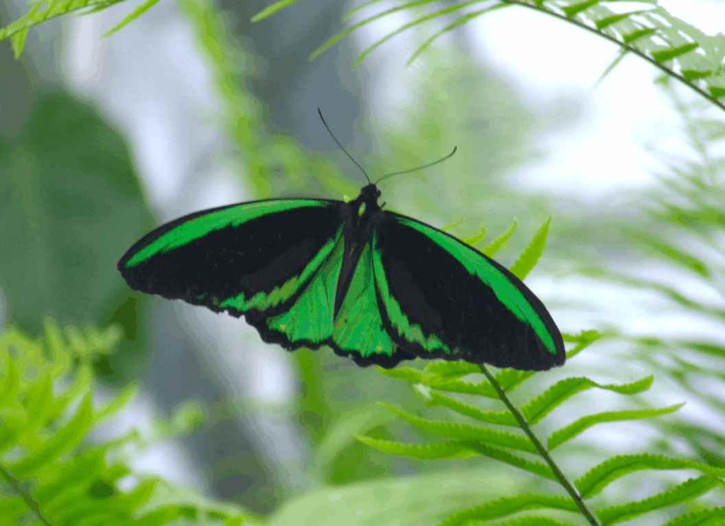 Australian Butterfly Sanctuary - Attractions Las Vegas 2