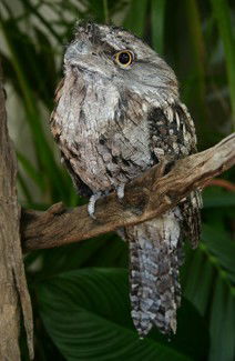 Currumbin Wildlife Sanctuary - Attractions Las Vegas 2