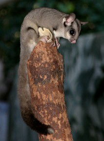 Currumbin Wildlife Sanctuary - Attractions Las Vegas 3