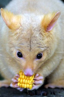 Currumbin Wildlife Sanctuary - Attractions Las Vegas 4