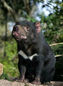 Currumbin Wildlife Sanctuary - Attractions Las Vegas 7