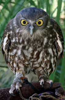 Currumbin Wildlife Sanctuary - Attractions Las Vegas 9