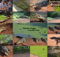 The Malcolm Douglas Crocodile Park - Attractions