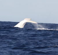 Australian Whale Watching