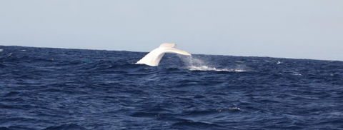 Australian Whale Watching - Attractions 0