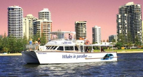 Australian Whale Watching - Attractions 8