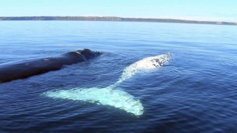 Australian Whale Watching - Attractions 9