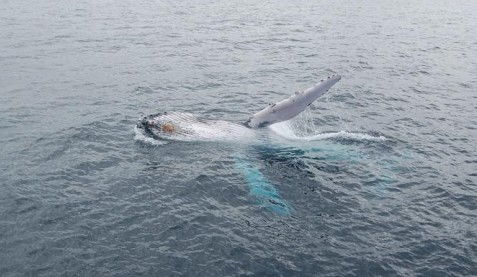 Australian Whale Watching - Attractions 10