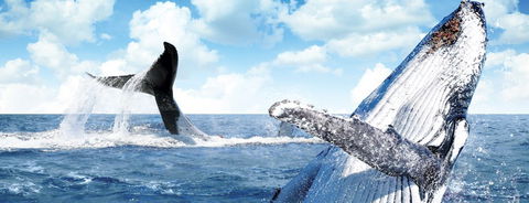 Australian Whale Watching - Attractions 11