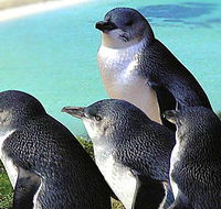 Rockingham Wild Encounters - Attractions