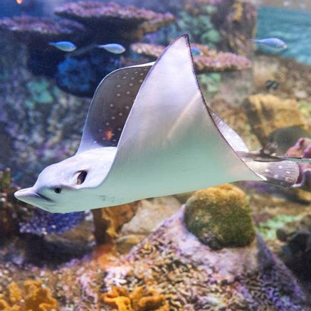 Melbourne Aquarium - Attractions 4