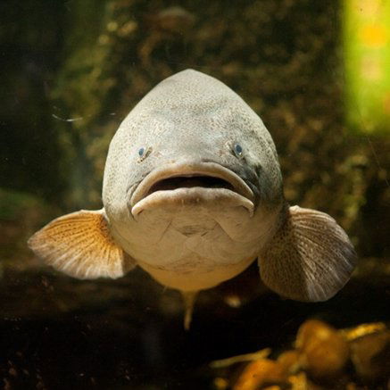 Melbourne Aquarium - Attractions 5